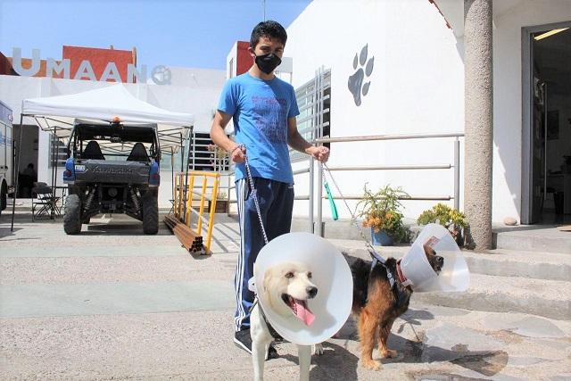 Anuncian campaña de esterilización canina y felina 2x1 en Querétaro.