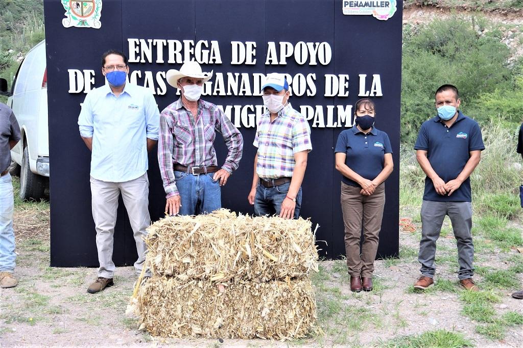 Benefician a ganaderos de Peñamiller con pacas de pastura a bajo costo.