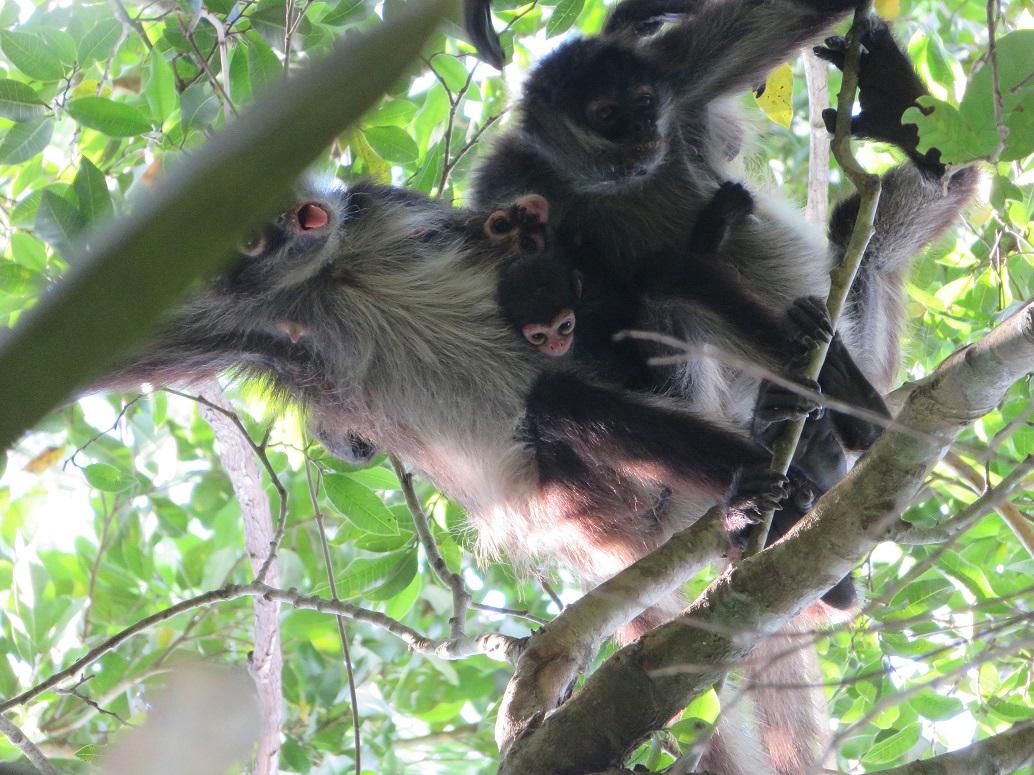 Los monos araña tienen inteligencia social; aseguran investigadores.