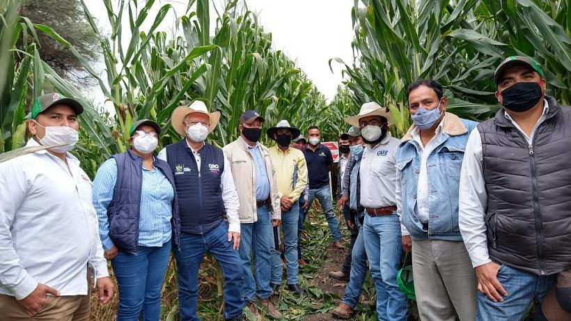 Secretaría de Desarrollo Agropecuario apuesta por tecnologías de alto rendimiento en maíz.