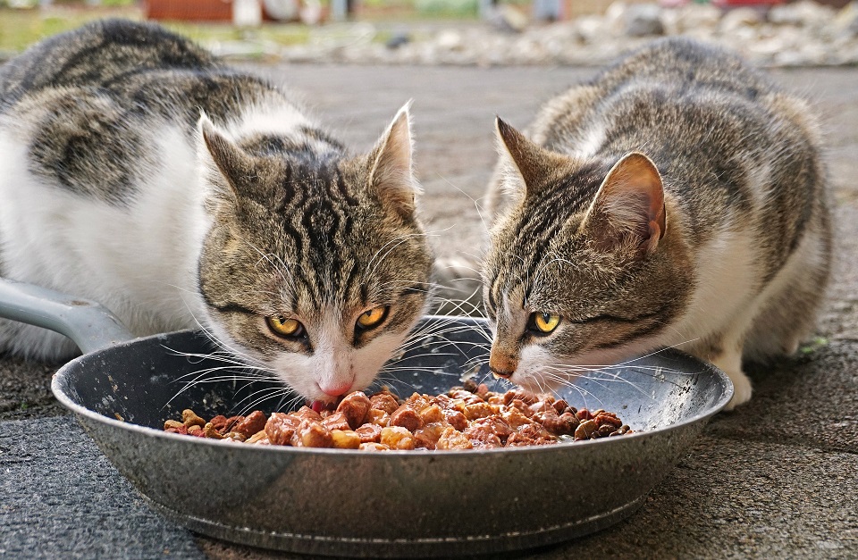 Alimentar a las mascotas con alimentos crudos les provoca salmonela y amibas Expertos