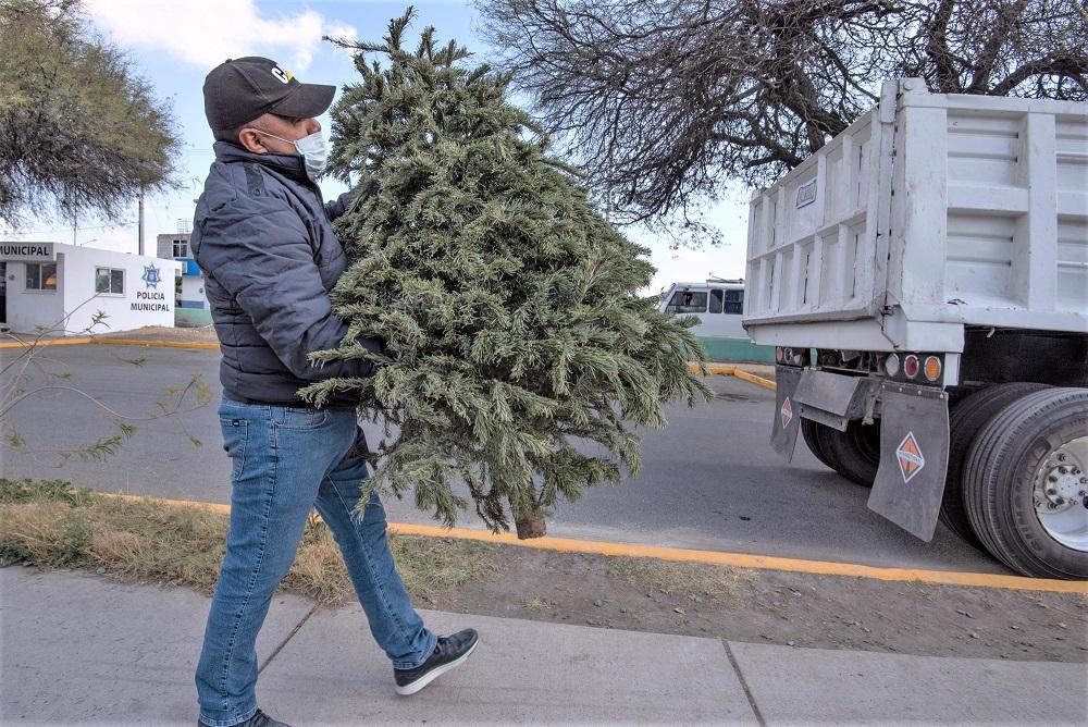 El Marqués pone en marcha programa para recolectar árboles naturales de navidad.