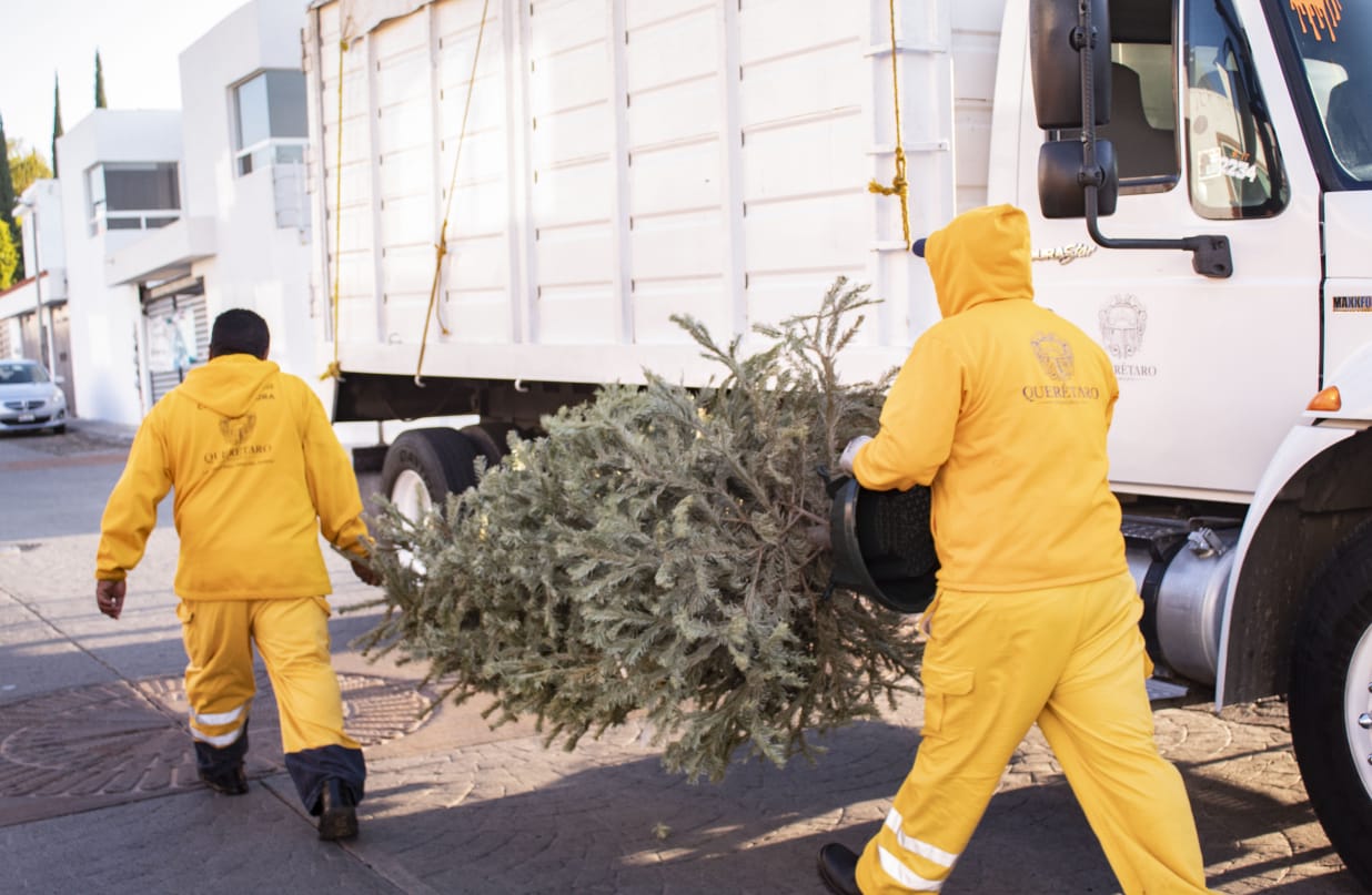 Inicia la campaña de recolección de árboles de navidad naturales en Querétaro capital