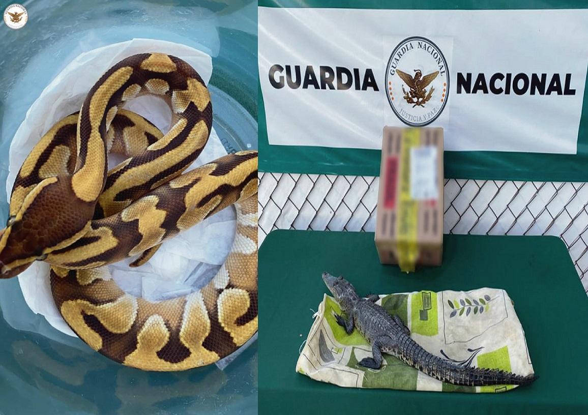 La Guardia Nacional asegura una serpiente pitón y un cocodrilo en el Aeropuerto de San Luis Potosí.