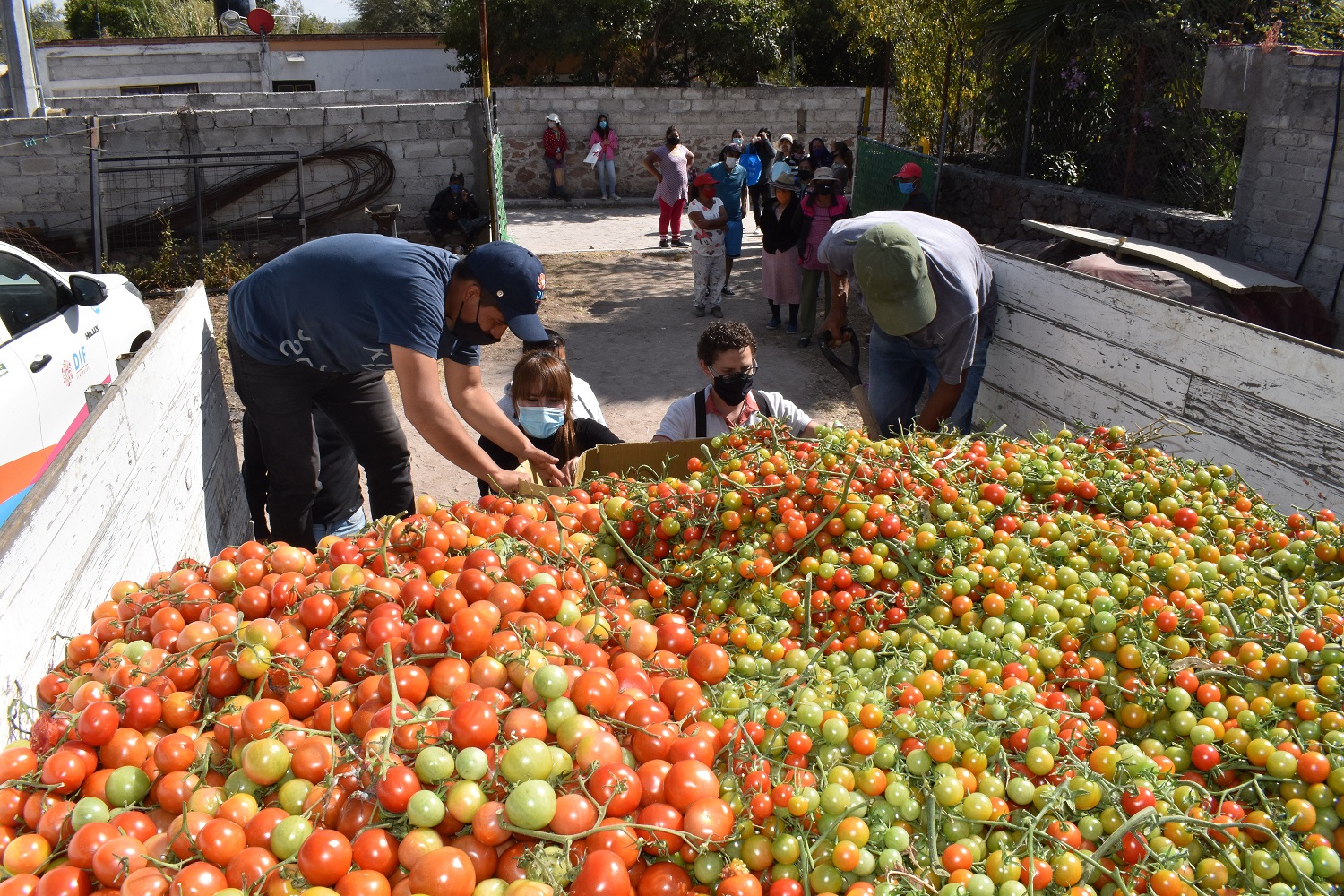 El DIF de El Marqués entrega 21 mil kilos de jitomate a familias