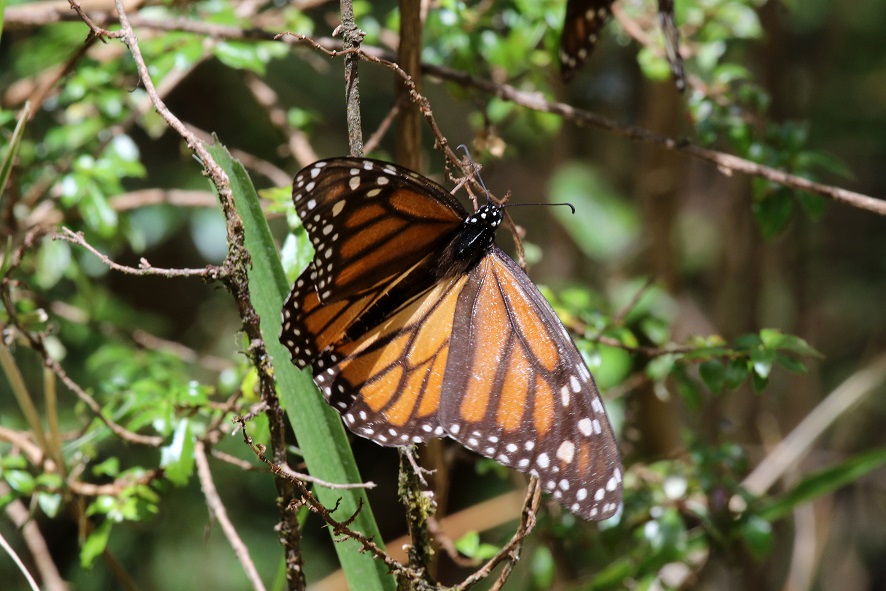 Científicos aseguran que no hay suficiente alimento para mariposas monarca.