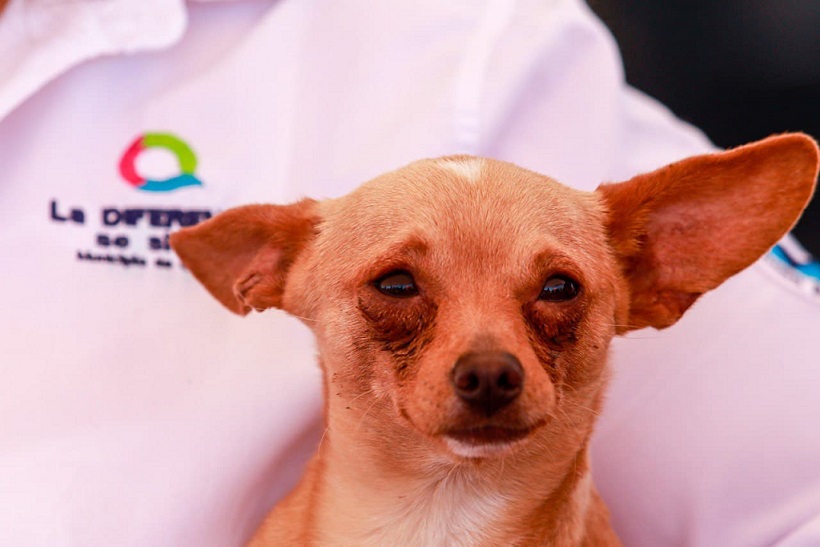 Se han rescatado a mil 92 animales en situación de peligro en la Capital de Querétaro