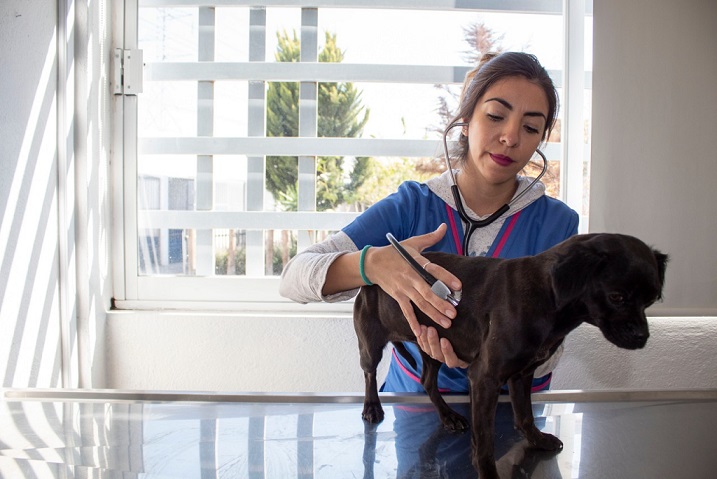 Continúa en operaciones la Unidad Municipal de Atención Animal en Querétaro Capital.