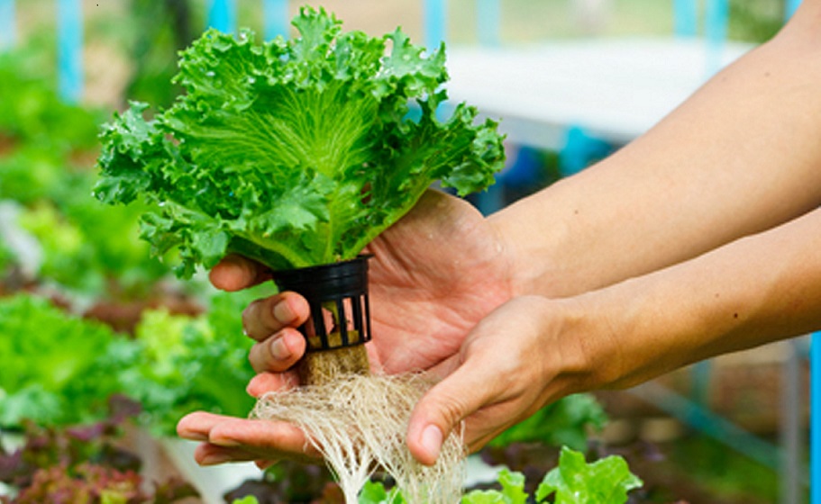 La pandemia de COVID-19 motiva el consumo de plantas como alimento y remedios caseros.