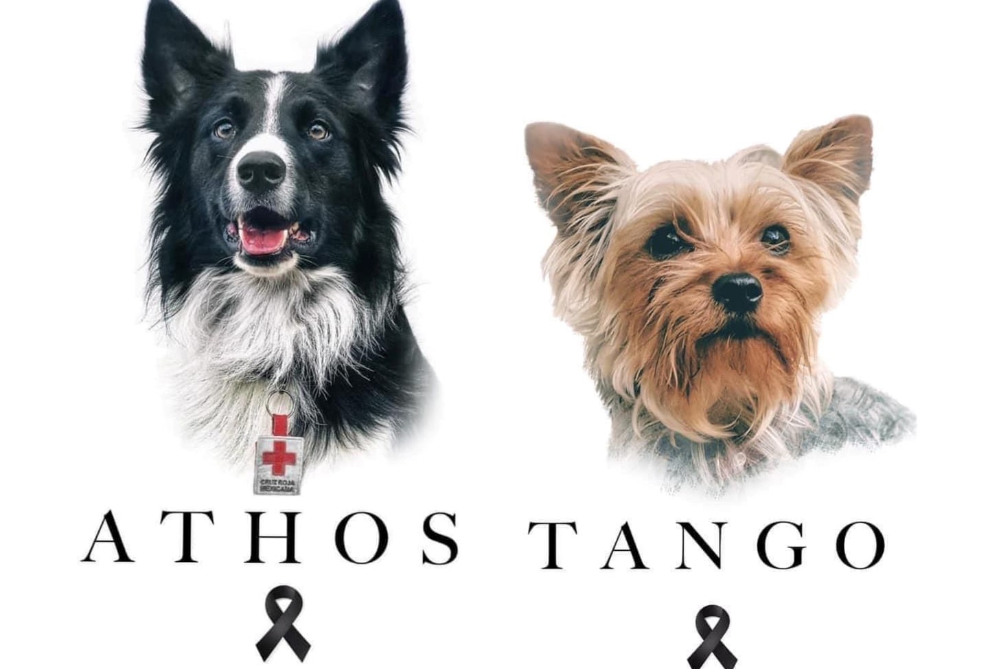 Envenenan a Athos y Tango, dos perros rescatistas de Querétaro.