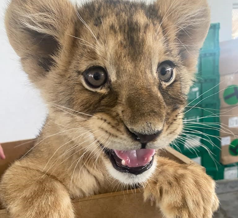 Rescatan a cachorra de león africano que era transportada sin permiso.