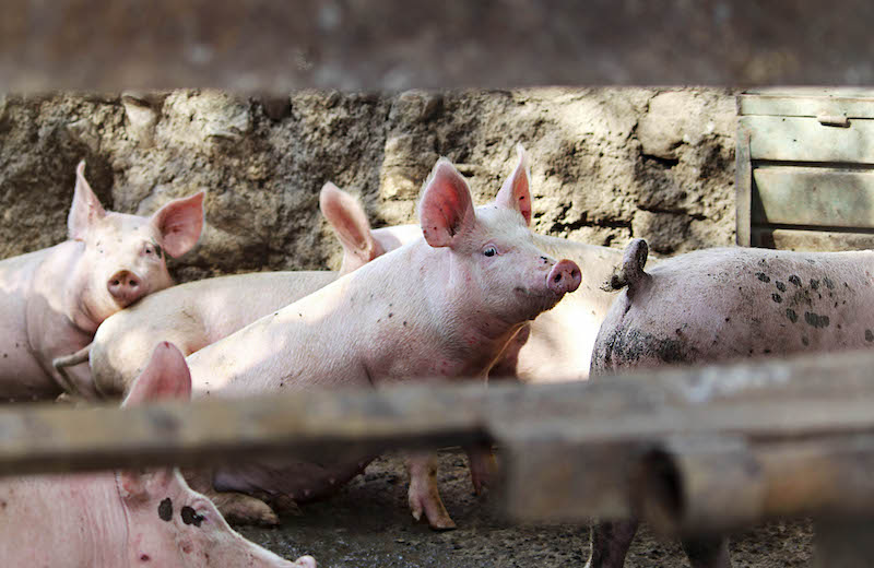 México en alerta por posible llegada de peste porcina africana.