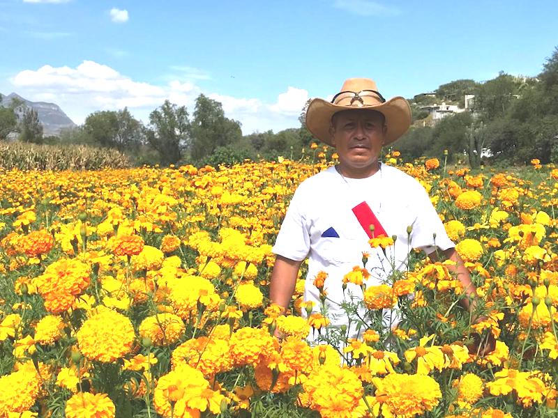 Tolimán se posiciona como producto de flor de cempasúchil