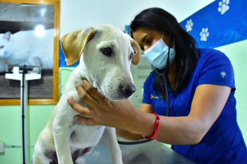 Corregidora invita a no regalar mascotas en fiestas decembrinas