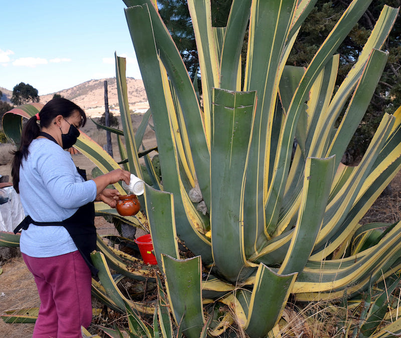 Estudios del IPN indican que el pulque posee propiedades para combatir el cáncer.