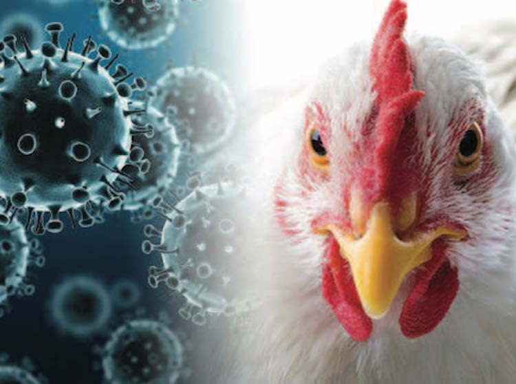 México restringe entrada de pollo originario de Indiana por brote de gripe aviar