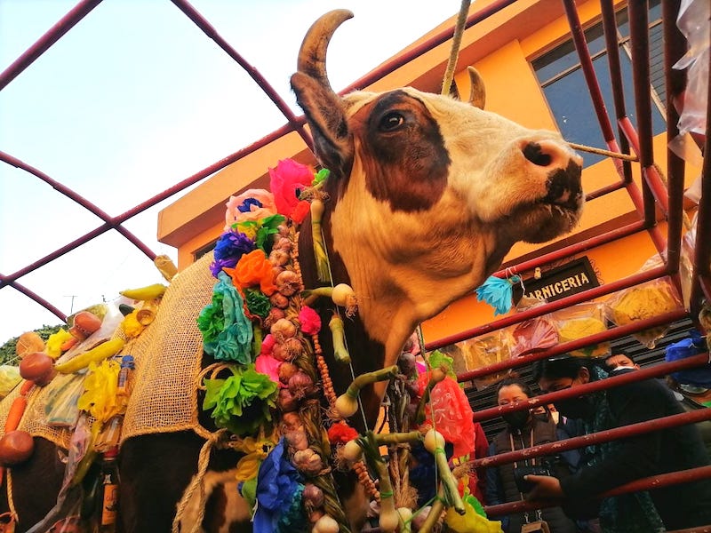 Realizan el tradicional paseo del Buey en Corregidora.