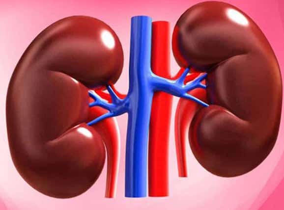 8 puntos para cuidar tu salud renal.