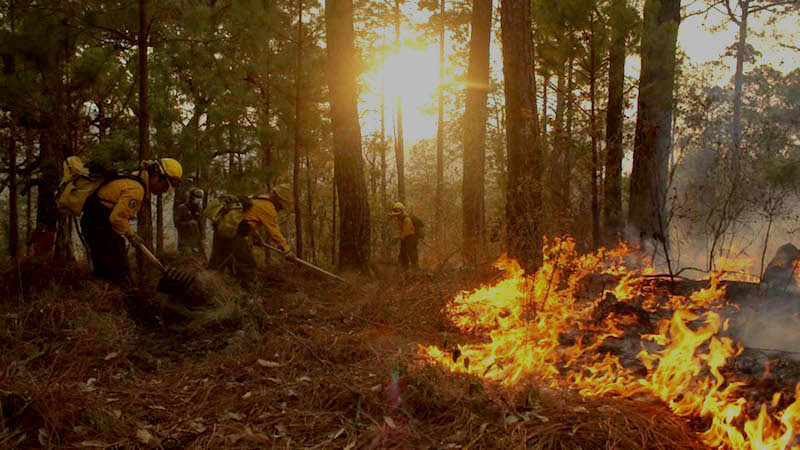 Se registran mil 244 incendios en México en lo que va de 2022.