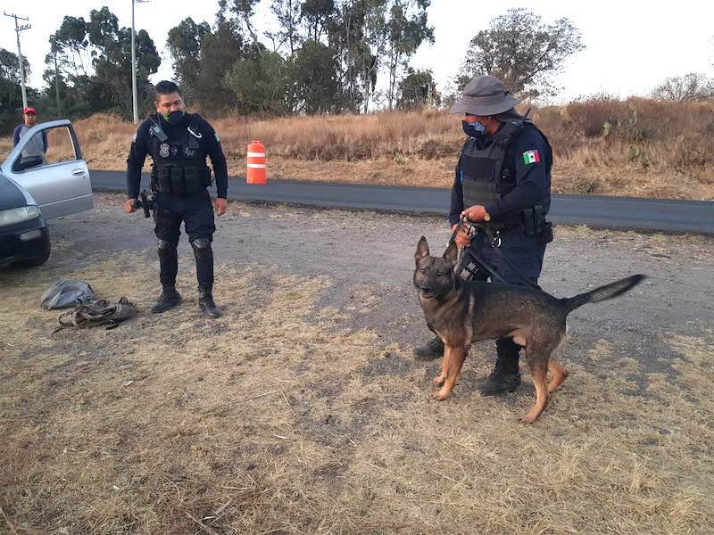 Binomios caninos K9 de la Policía Estatal Querétaro detecta a sujeto con droga en Amealco.