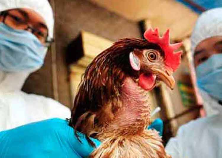 Vacuna contra la influenza estacional ayuda a reducir gravedad de gripe aviar