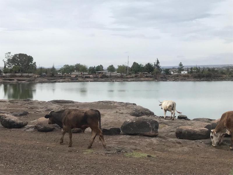 Querétaro tiene sequía severa en la mayor parte de su territorio