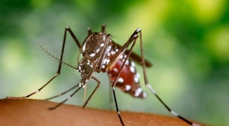 5 recomendaciones preventivas contra Dengue, Zika y chikungunya