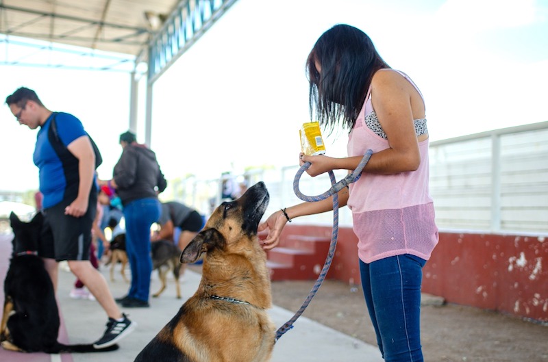 Día Mundial del perro 2022. Todo lo que debes saber