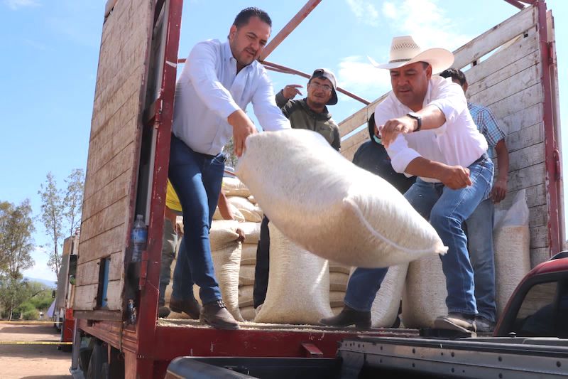 Entregan maíz para consumo humano a mil 79 productores del campo de Colón.