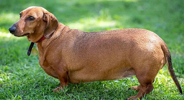 La obesidad en los perros reduce su vida de los perros 20 por ciento