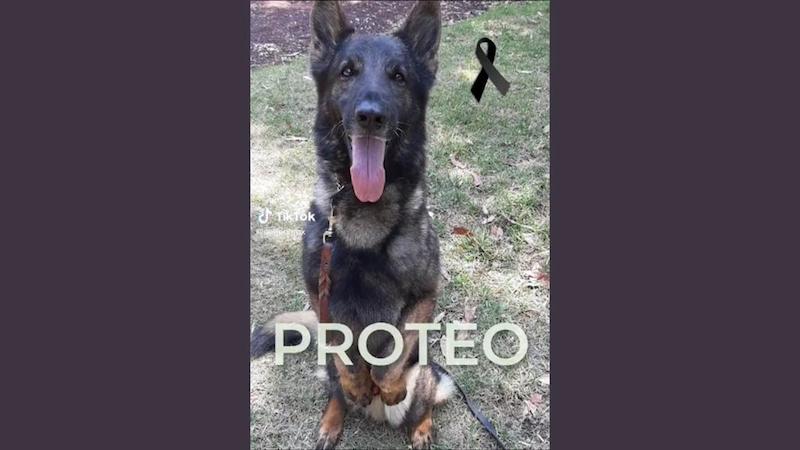 Muere “Proteo”, perrito rescatista que participaba en labores de rescate en Turquía