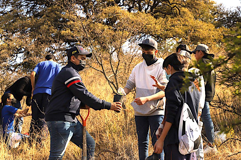 Plantan 120 encinos en el parque Joya-La Barreta