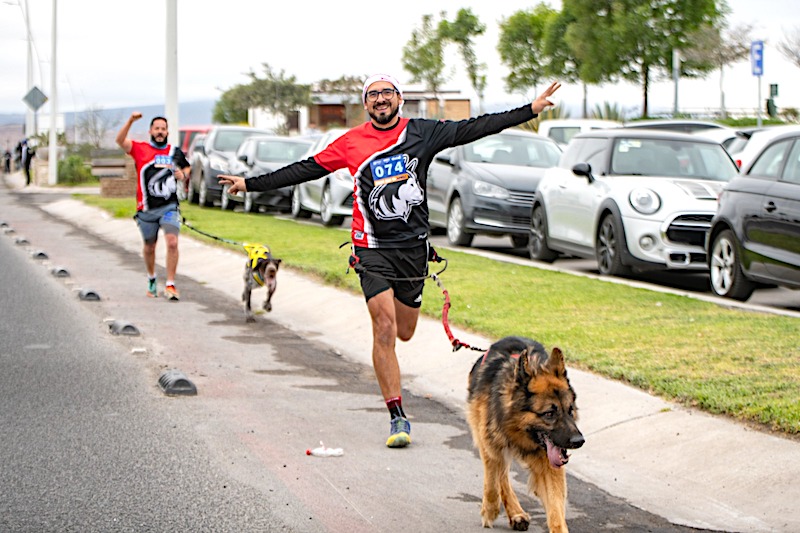 Realizan El Marqués la 1a. carrera Con tu amigo; participan 347 lomitos con sus dueños