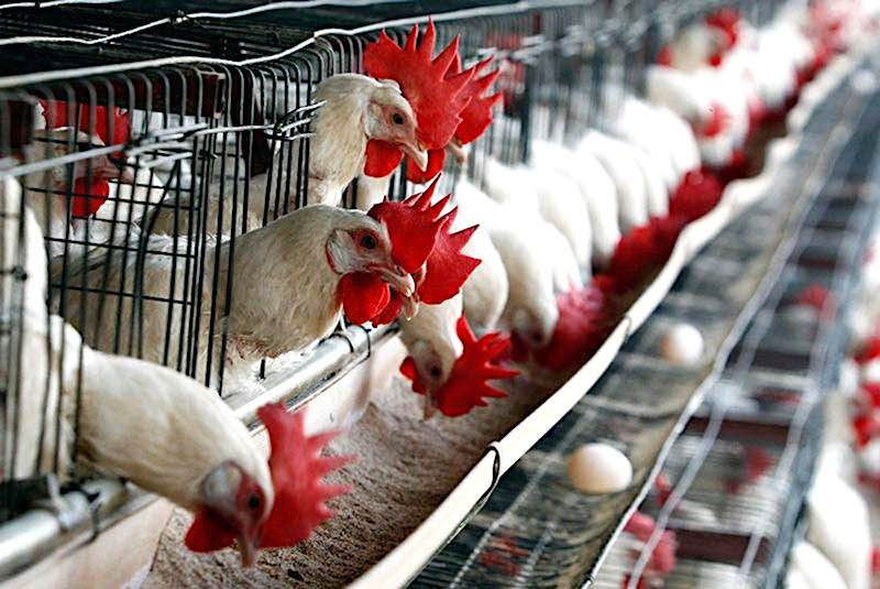 6 millones de aves muertas por influenza aviar H5N1.