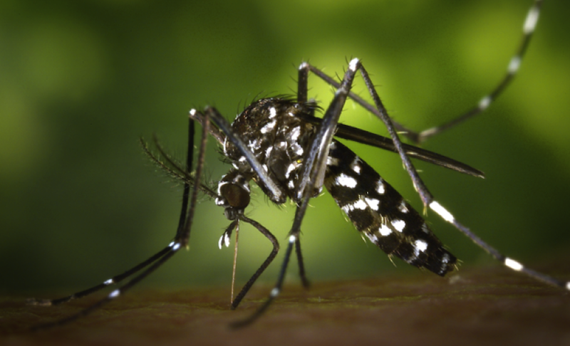 Querétaro está libre de chikungunya, dengue y zika; aseguran Autoridades de Salud.