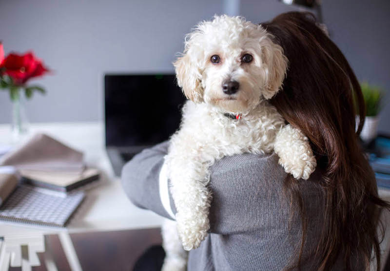 Aseguran que la información, es pilar para ser responsable de mascotas.