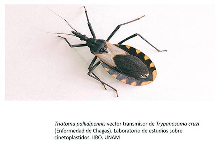 Faltan campañas para enfrentar la enfermedad de Chagas, aseguran Expertos