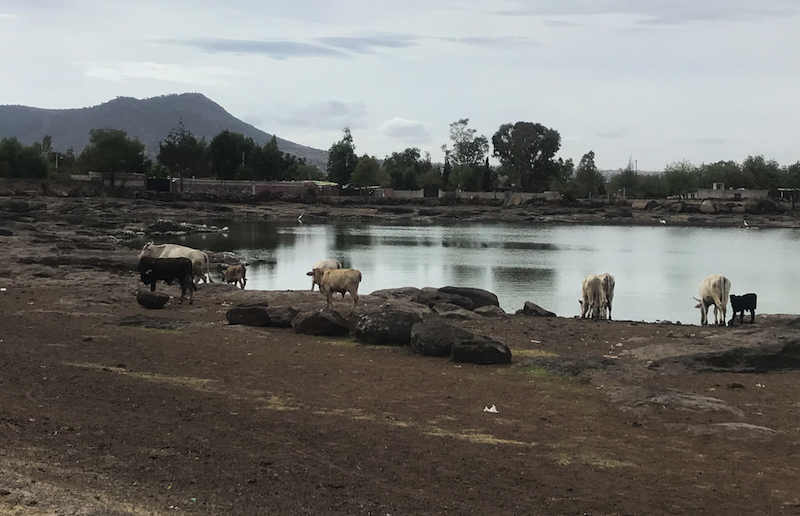 Se secan las presas de Querétaro ante falta de lluvias.