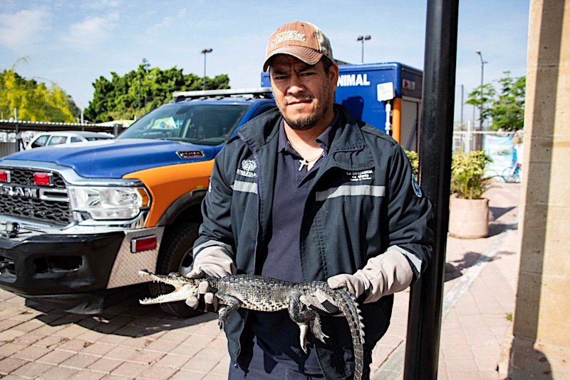 ¡No es broma! Aseguran a cocodrilo bebé en Querétaro