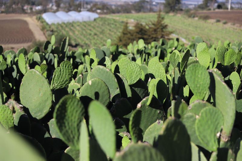 El nopal esencial para elaborar productos en El Varal, Amealco.