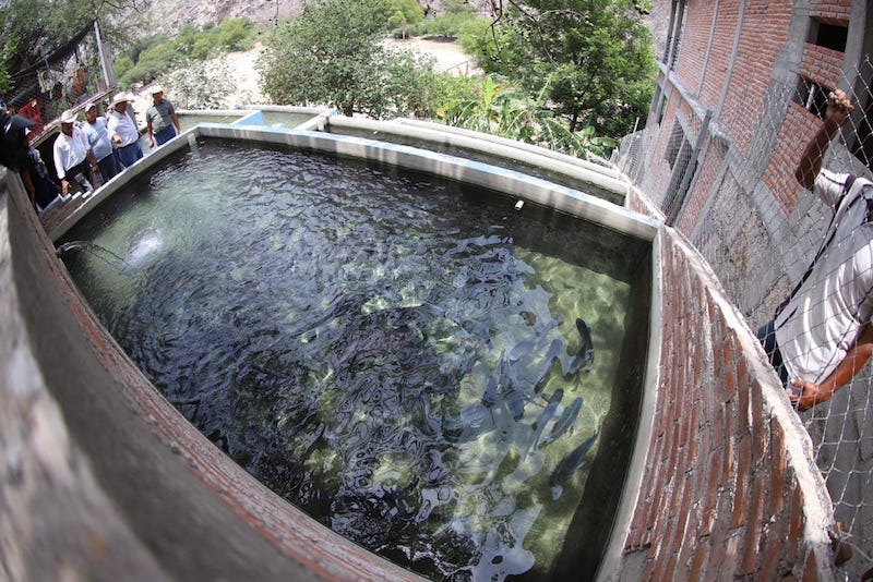 Se fortalece actividad acuícola y de siembra en Adjuntas de Higueras en Peñamiller.