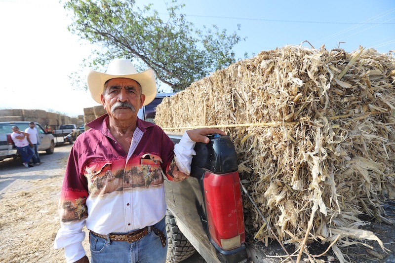 Por sequía entregan forraje a 530 ganaderos Serranos.