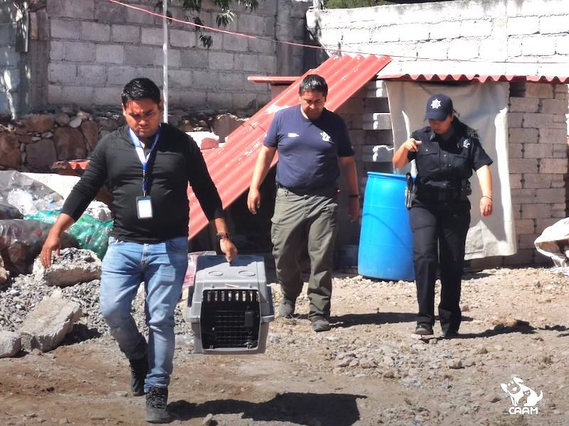 Rescatan a 6 perritos en Presa de Rayas en El Marqués; dueño pagará multa de $5,000 .