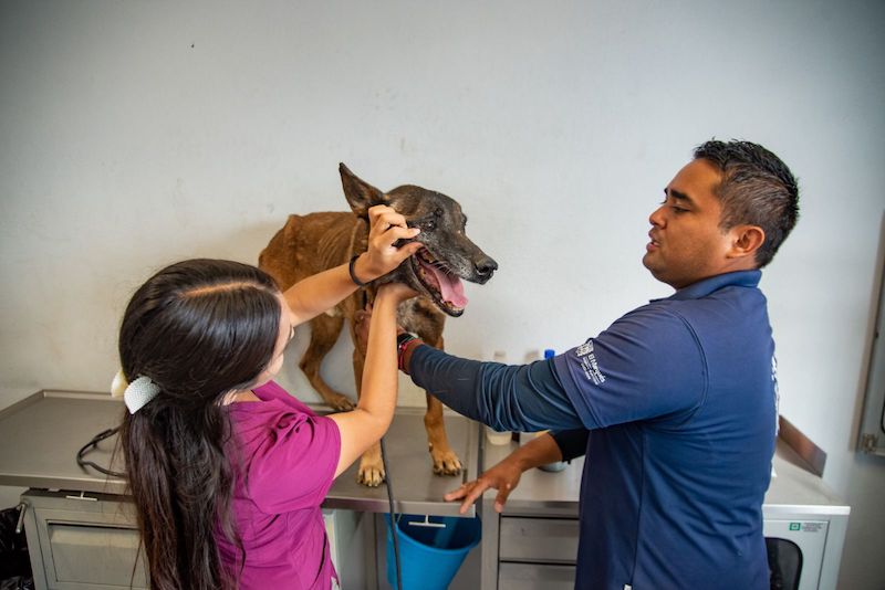 20 perritos son rescatados en El Marqués por personal del CAMM.