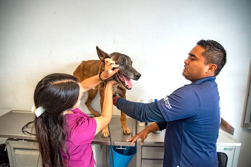 En El Marqués rescatan a 29 caninos en situación de maltrato.