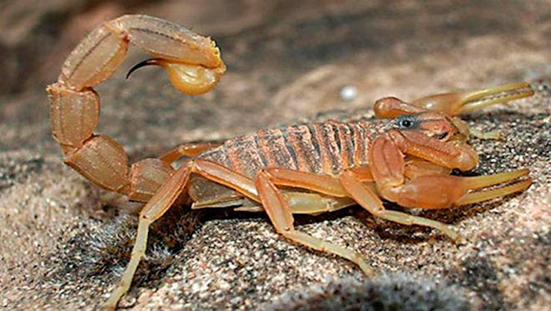 Investigadores mexicanos desarrollan antivenenos de toxinas de alacranes peligrosos.