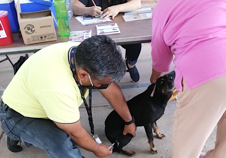 Querétaro arranca campaña de vacunación Antirrábica Canina y Felina 2023.