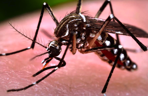 Querétaro fortalecer medidas preventivas contra el Dengue.