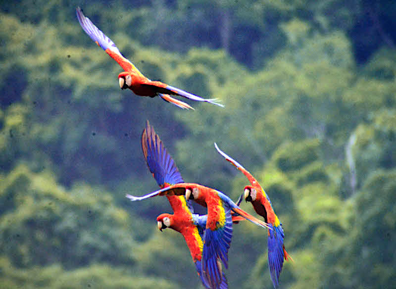 El ecoturismo de naturaleza daña la fauna silvestre; aseguran Investigadores.