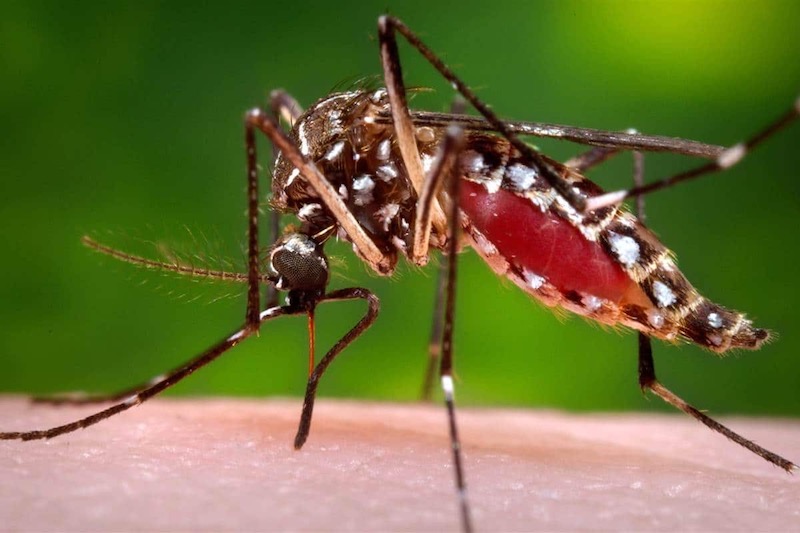 Se registran casos de dengue en Peñamiller y El Marqués